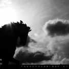 silhouette